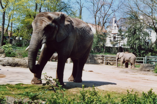 Éléphant "Photos Soares - Zoo de Basel (Suisse)