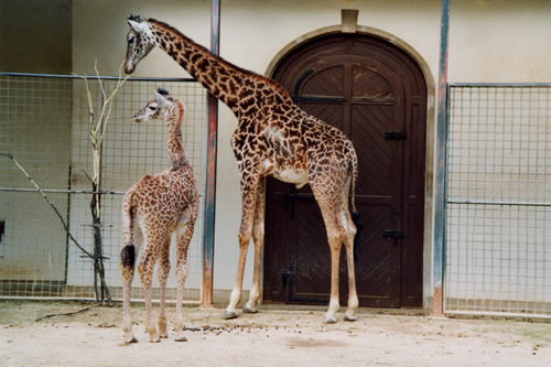 Girafe "Photos Soares - Zoo de Basel (Suisse)