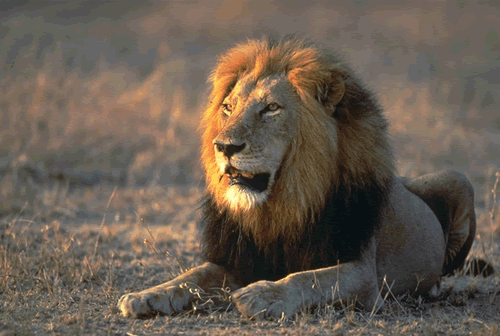 Lion