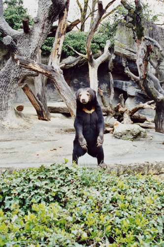 Ours "Photos Soares - Zoo de Basel (Suisse)