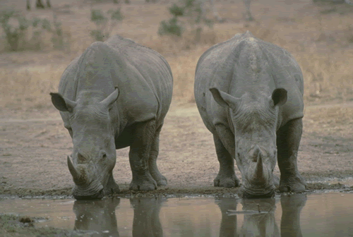 Rhinocéros