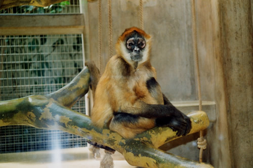 Singe "Photos Soares - Zoo de Basel (Suisse)