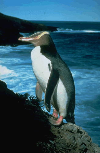 Pingouin