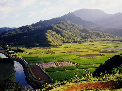 Paysage
