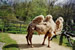 Chamois "Photos Soares - Zoo de Basel (Suisse)