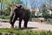 Éléphant "Photos Soares - Zoo de Basel (Suisse)