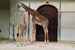 Girafe "Photos Soares - Zoo de Basel (Suisse)