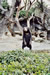 Ours "Photos Soares - Zoo de Basel (Suisse)