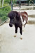 Poney "Photos Soares - Zoo de Basel (Suisse)