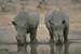 Rhinocéros "Photos Soares - Zoo de Basel (Suisse)