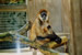 Singe "Photos Soares - Zoo de Basel (Suisse)