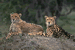 Tigres "Photos Soares - Zoo de Basel (Suisse)