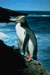Pingouin