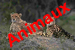 Animaux