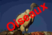 Oiseaux